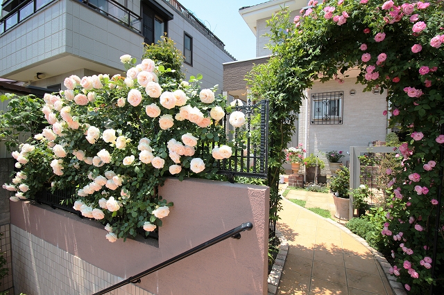 machi の 素敵 な 薔薇 の 庭