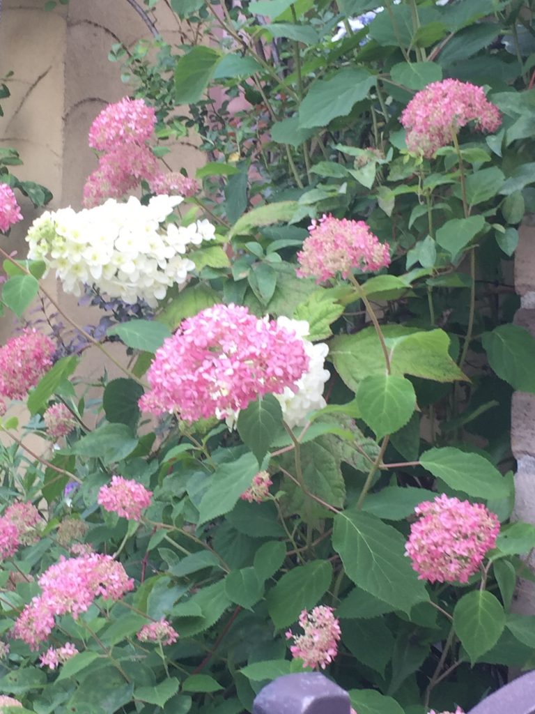 初夏の植物 ピンクアナベル 庭からの恵み