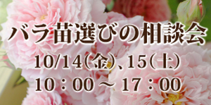 バラ,薔薇,ばら,ローズ,相談会,グレイスオブガーデン,苗