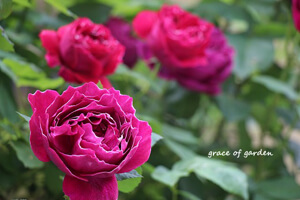 薔薇,ばら,バラ,rose,バロンジロードラン,小さな庭,グレイスオブガーデン
